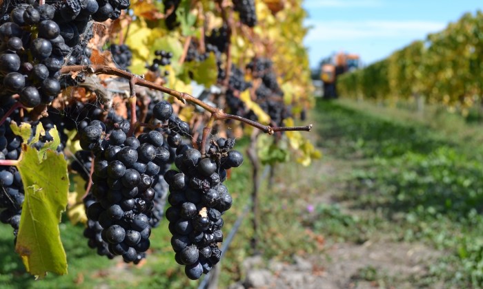 Canterbury Vineyards
