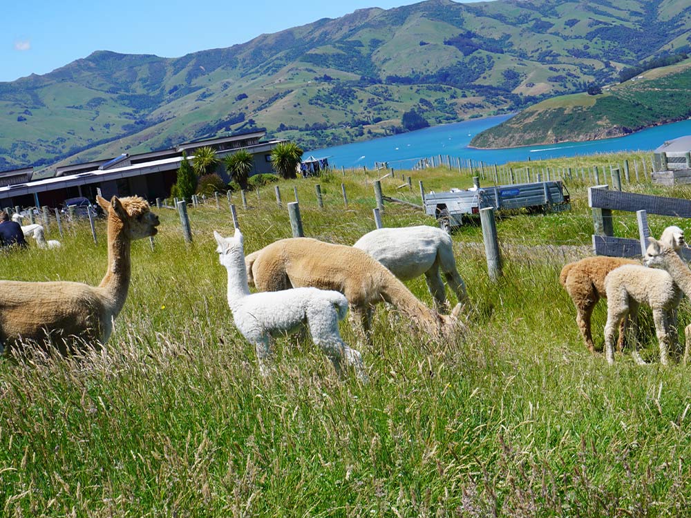 Lyttelton to Akaroa Day Tour – Things to See & How to Book?