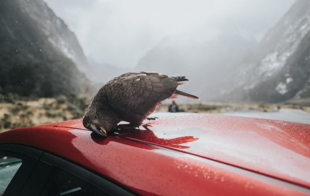 Lyttelton Shore excursions – Top 5 Day Tours before your cruise departure